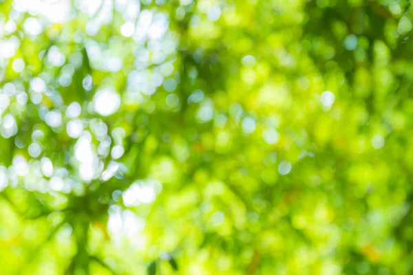 Blur Green Nature Background — Stock Photo, Image