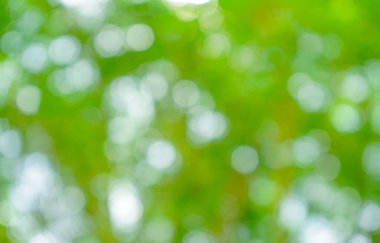 Güneş ışığıyla yeşil bokeh arkaplan