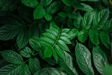 Bahçede yeşil yapraklar, arka plan