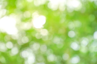 Güneş ışığıyla yeşil bokeh arkaplanı