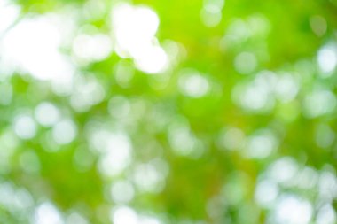 Güneş ışığıyla yeşil bokeh arkaplanı