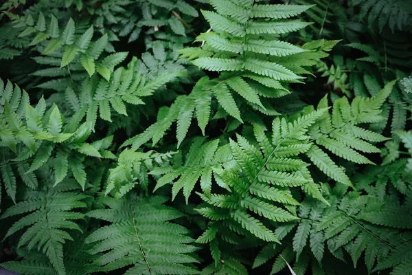 Hojas Verdes Helecho Naturaleza Flora — Foto de Stock