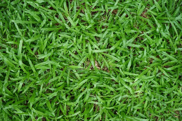 Green Grass Background Texture — Stock Photo, Image