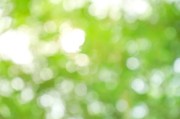 Green Bokeh Background Sunlight — Stock Photo, Image