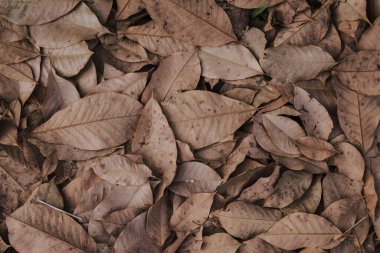 sonbahar yaprakları arkaplan dokusu