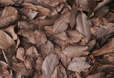 sonbahar yaprakları arkaplan dokusu