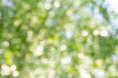 yeşil bokeh soyut arkaplan