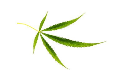 Beyaz arkaplanda izole edilmiş kenevir yaprağı
