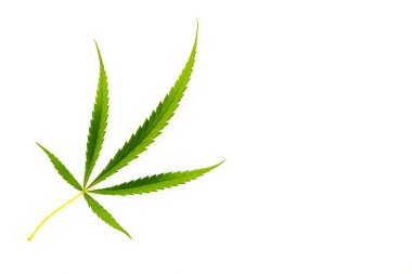 Marihuana kenevir yaprağı beyaz arkaplanda izole