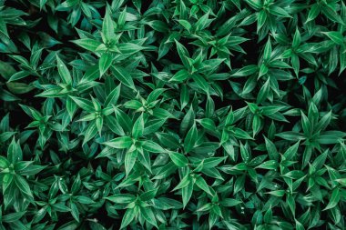 Yeşil yapraklı arka plan. Kusursuz desen