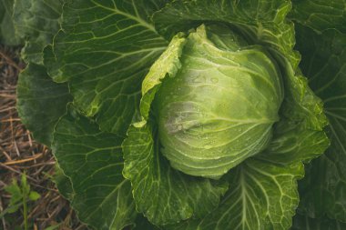 Bahçede taze yeşil lahana