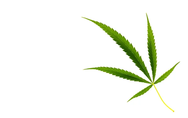 白い背景に隔離された大麻植物 — ストック写真