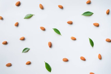 Fındık manzarası, taze yeşil yapraklar ve beyaz arkaplan