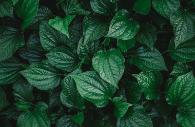 yeşil yapraklar doğal arkaplan.