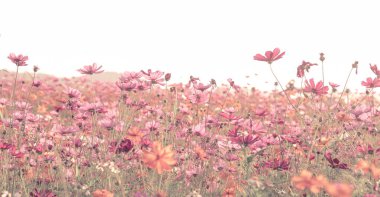 Bahçede kozmos çiçekleri