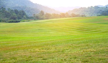 Mavi gökyüzü ile yeşil pirinç tarlası