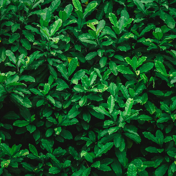 зеленые листья в саду