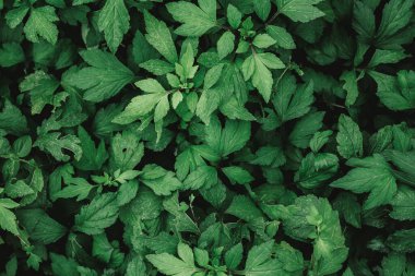 yeşil sarmaşık yaprakları arkaplan, üst görünüm, kapat