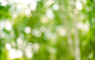 Doğal yeşil bokeh soyut arkaplan