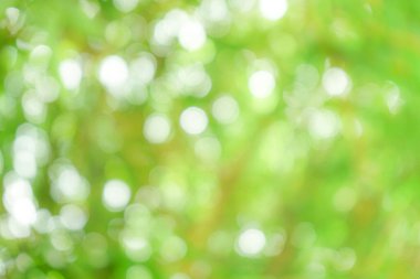 Doğal yeşil bokeh soyut arkaplan