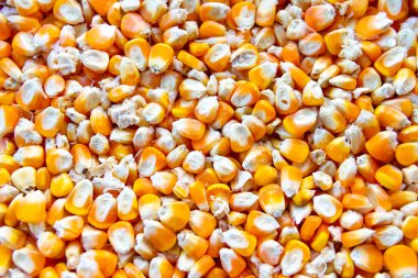 Kurumuş mısır tohumlarının yakın görüntüsü