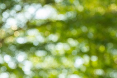 Doğal yeşil bokeh soyut arkaplan