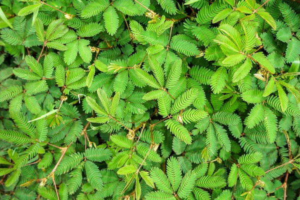 Hojas Verdes Fondo Frescura — Foto de Stock