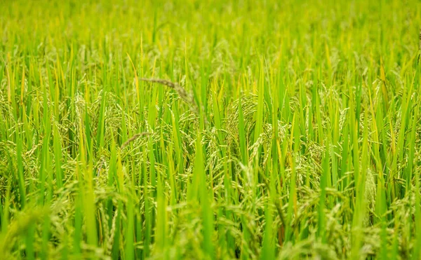 Campo Trigo Verde Pela Manhã — Fotografia de Stock