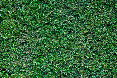 yeşil çimen dokusu arkaplanı