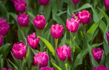 Bahçedeki güzel laleler