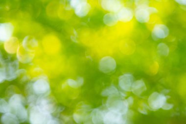 Odaklanmamış ışıklarla yeşil bokeh arkaplanı