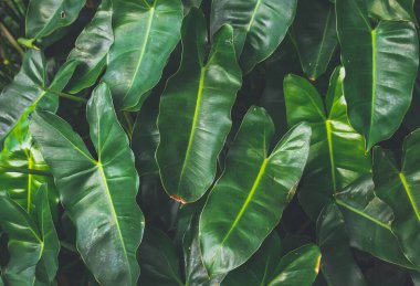 Bahçedeki bir bitkinin yeşil yaprakları