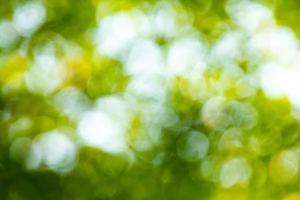 Green Leaves Background Abstract Bokeh Blur — Stock Photo, Image