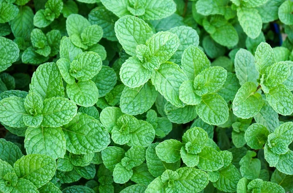 Green Mint Leaves Background — Stock Photo, Image