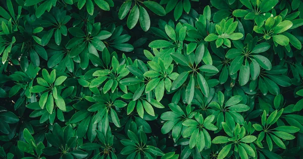 Gröna Blad Bakgrund Naturligt Blommönster — Stockfoto