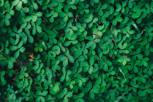 Hojas Verdes Fondo Patrón Verano Natural — Foto de Stock