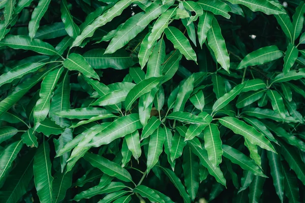 Зеленые Листья Фона Закрыть — стоковое фото