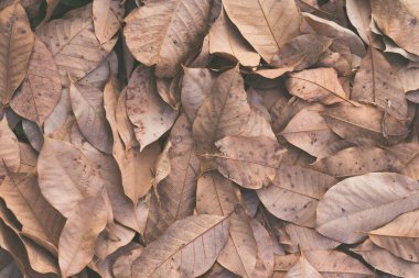Beyaz arkaplanda sonbahar yaprakları