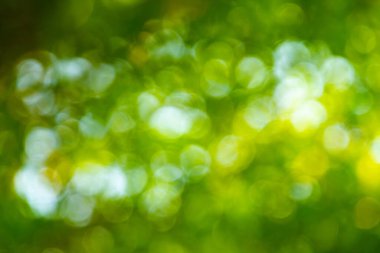 Odaklanmamış ışıklarla yeşil bokeh arkaplanı