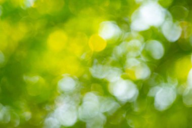 Odaklanmamış ışıklarla yeşil bokeh arkaplanı