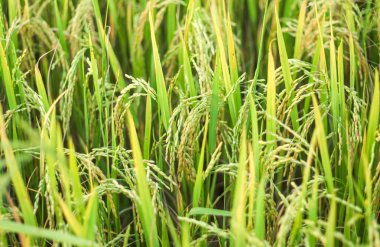 pirinç tarlası, yeşil çimen, flora