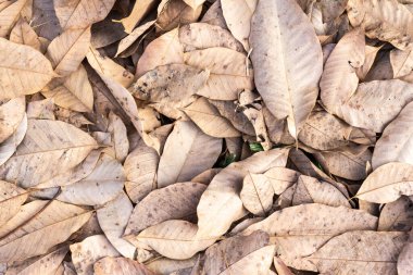 Sonbahar yaprakları, sonbahar bitkileri