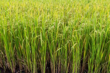 Tayland 'da yeşil pirinç tarlası