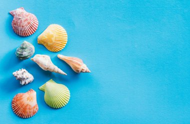 mavi arkaplanda deniz kabukları, üst görünüm