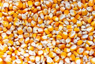 Kurumuş sarı mısır yığınına yakın.