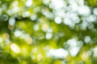 Odaklanmamış ışıklarla yeşil bokeh arkaplanı