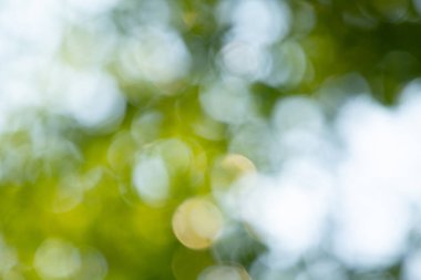 Bahçede yeşil yapraklar