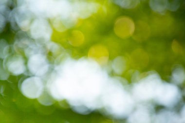 Odaklanmamış ışıklarla yeşil bokeh arkaplanı