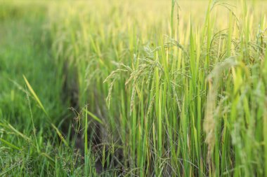Tayland 'da yeşil pirinç tarlası