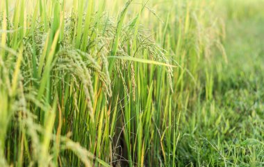 Sabah pirinç tarlası